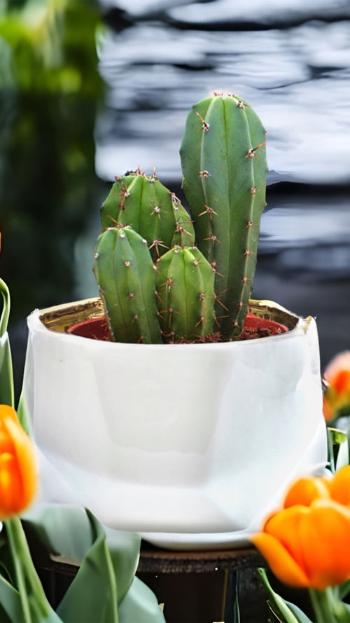 Handmade Elegant White & Gold Ceramic Planter/Pot